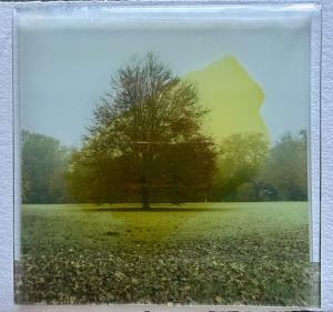 Myriam Thomas - Boom in tuin (Glass: Floatglass: Slumping, Glasspainting)